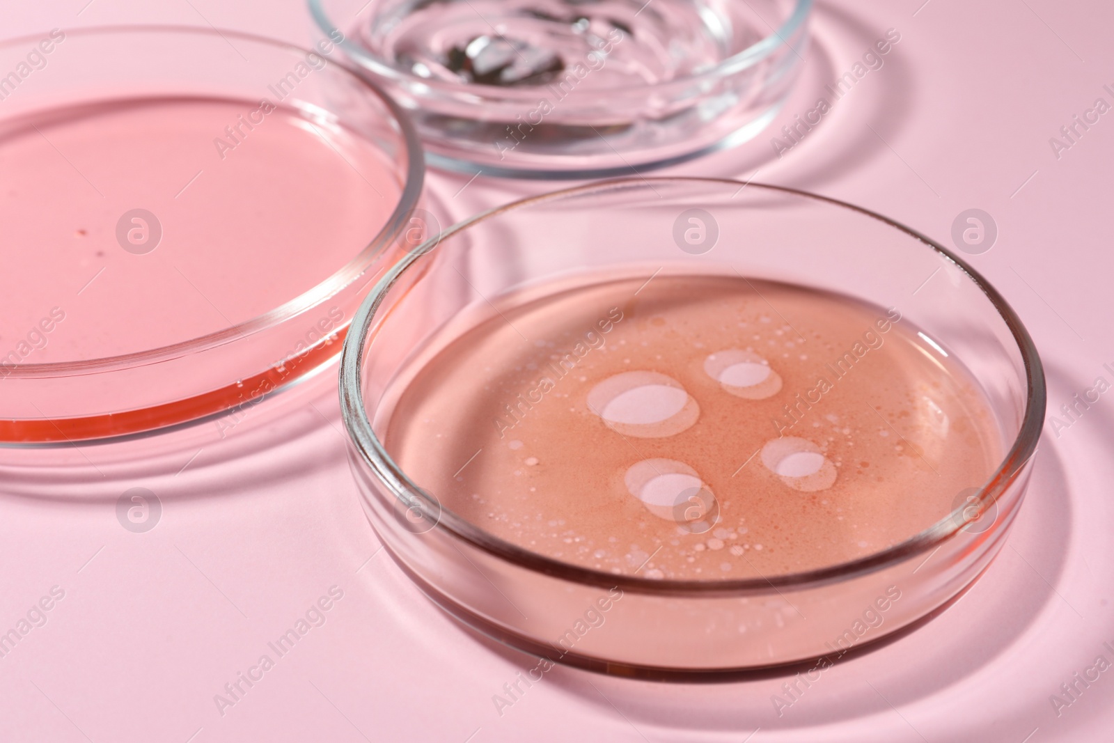 Photo of Petri dishes with liquids on pale pink background, closeup