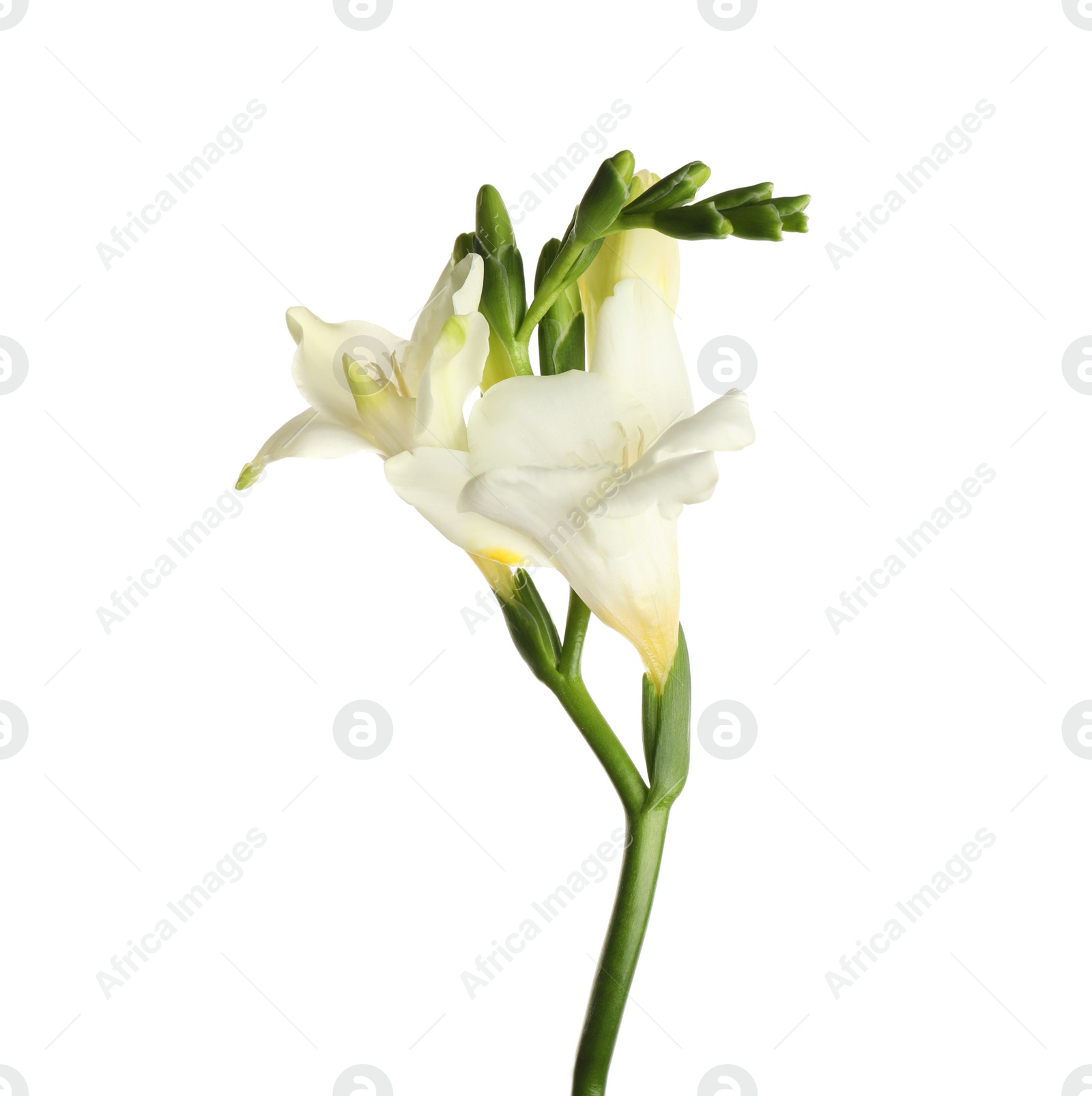 Photo of Beautiful blooming freesia flower isolated on white