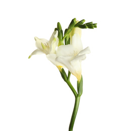 Beautiful blooming freesia flower isolated on white