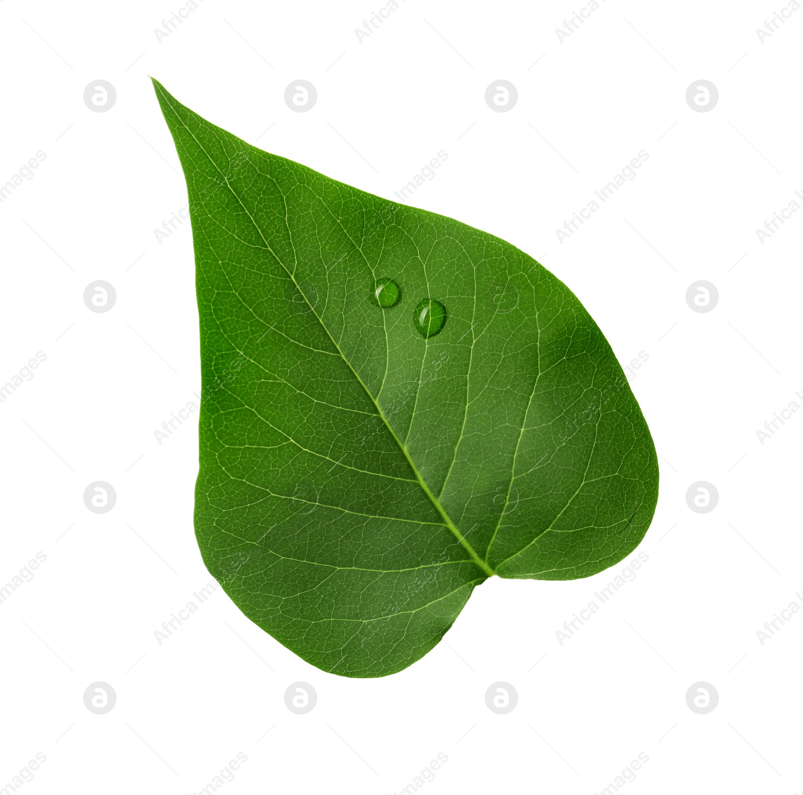 Photo of Leaf of sacred fig tree isolated on white. Buddhism concept