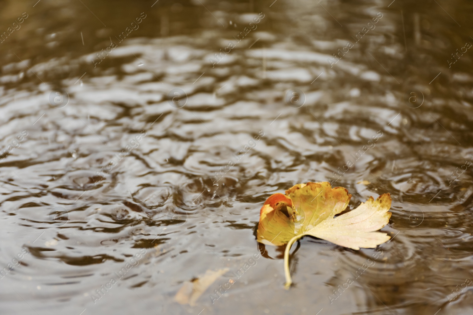 Photo of Autumn leaf in puddle on rainy day