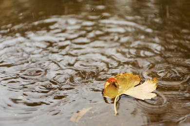 Autumn leaf in puddle on rainy day