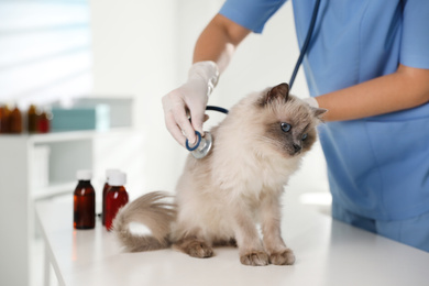 Photo of Professional veterinarian examining cat in clinic, closeup
