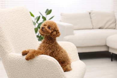 Photo of Cute Maltipoo dog resting on armchair at home, space for text. Lovely pet