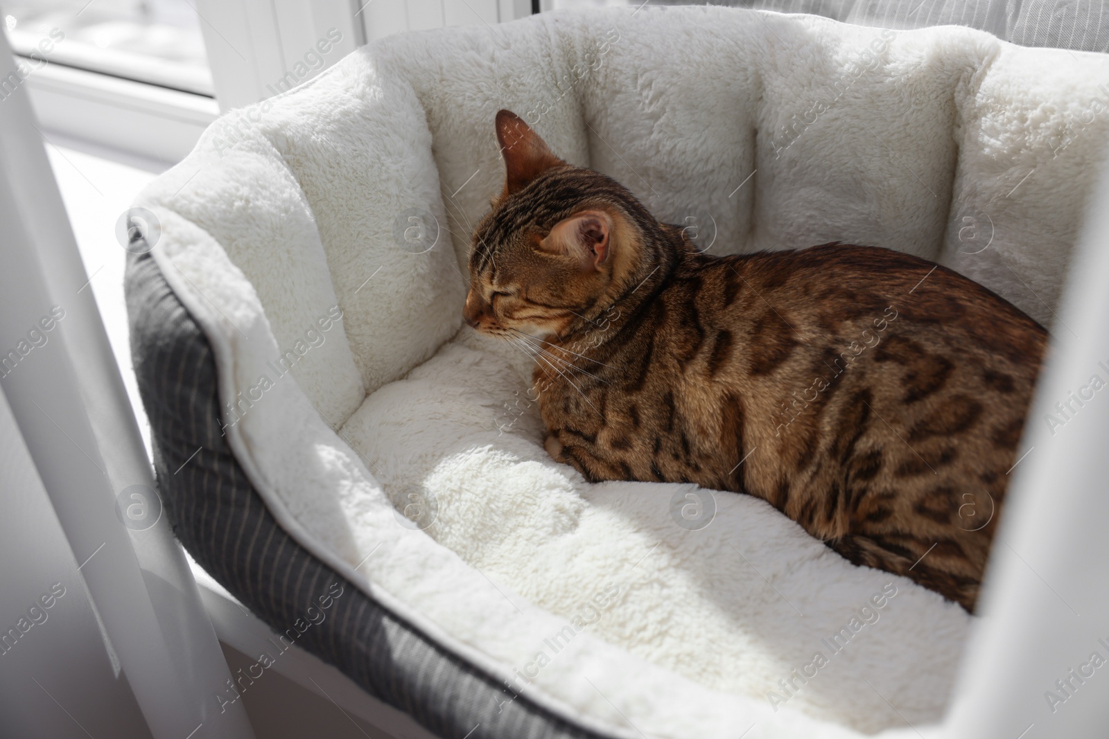 Photo of Cute Bengal cat lying on pet bed on windowsill at home