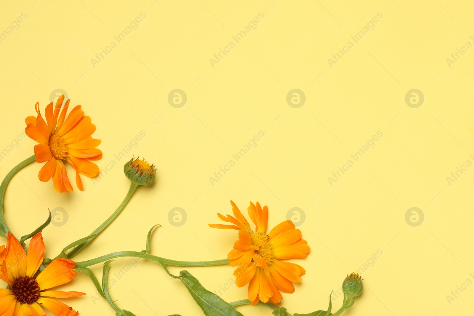 Photo of Beautiful fresh calendula flowers on yellow background, flat lay. Space for text