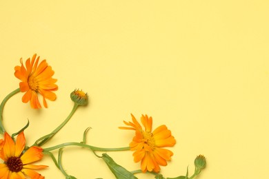 Photo of Beautiful fresh calendula flowers on yellow background, flat lay. Space for text