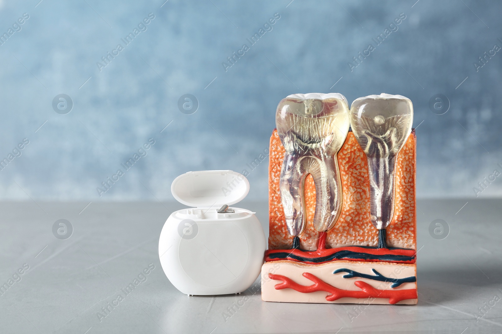 Photo of Educational model of jaw section with teeth and dental floss on table. Space for text