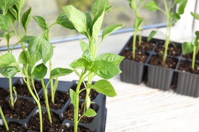 Vegetable seedlings in plastic tray on window sill, closeup. Space for text