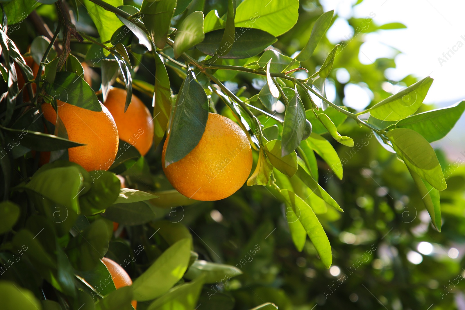 Photo of Fresh ripe oranges growing on tree outdoors