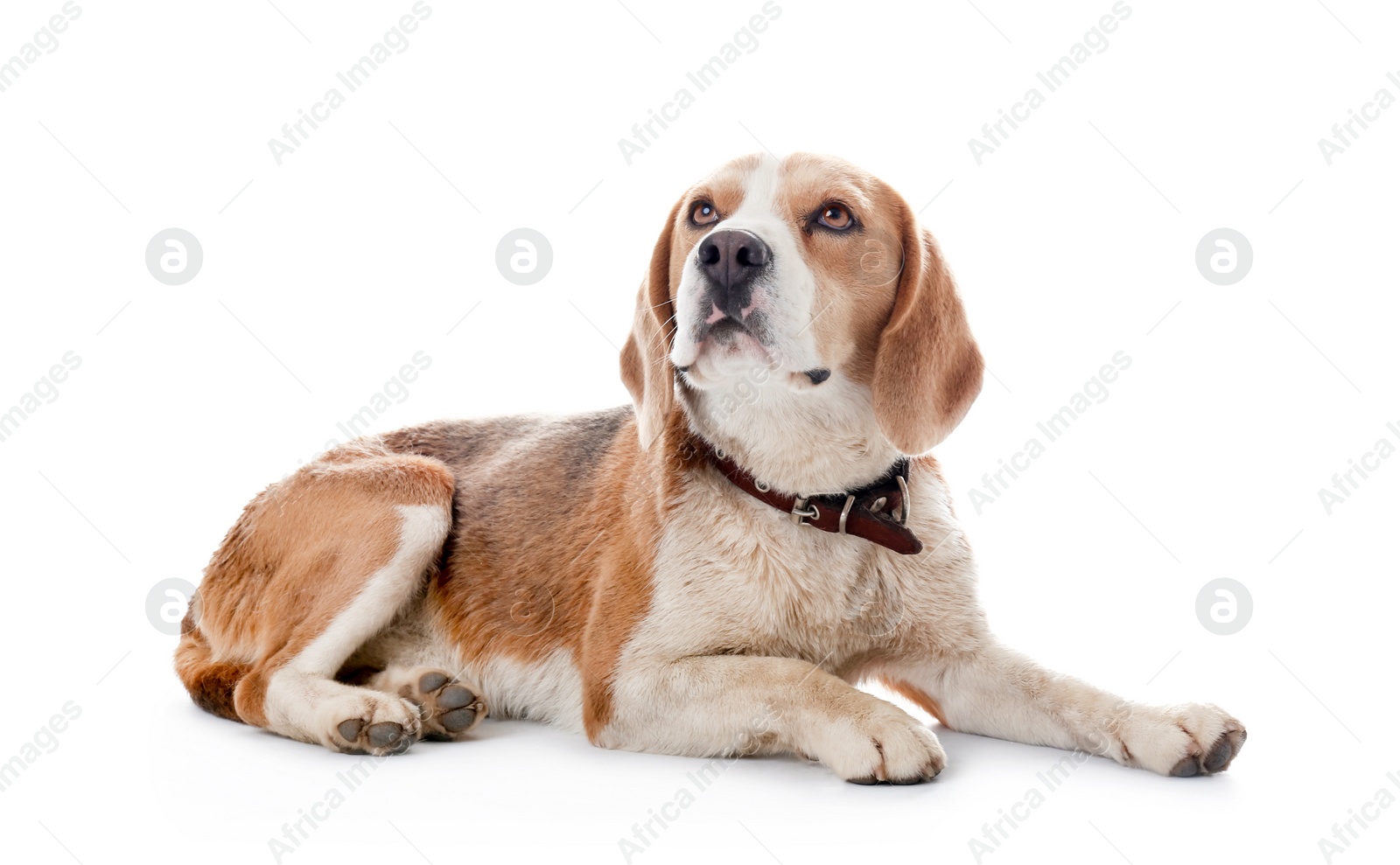 Photo of Cute Beagle dog on white background