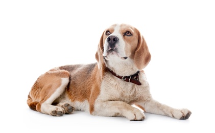 Cute Beagle dog on white background