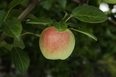 Photo of Apple and leaves on tree branch in garden, closeup