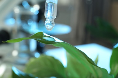 Clear liquid dropping from pipette on leaf against blurred background, closeup. Plant chemistry