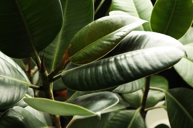 Photo of Ficus with lush leaves, closeup. Tropical plant