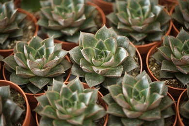 Beautiful echeverias in pots, closeup. Tropical flowers