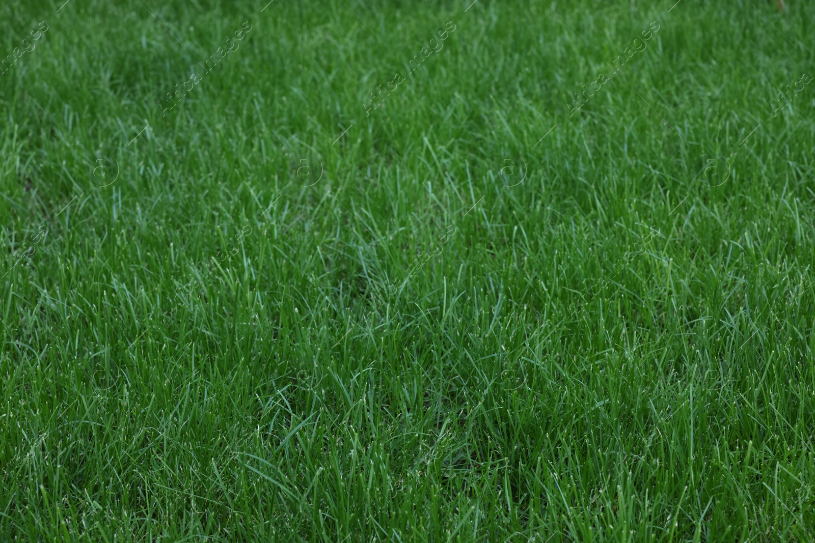 Photo of Fresh green grass growing outdoors on summer day