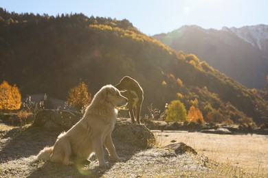 Adorable dogs in mountains on sunny day