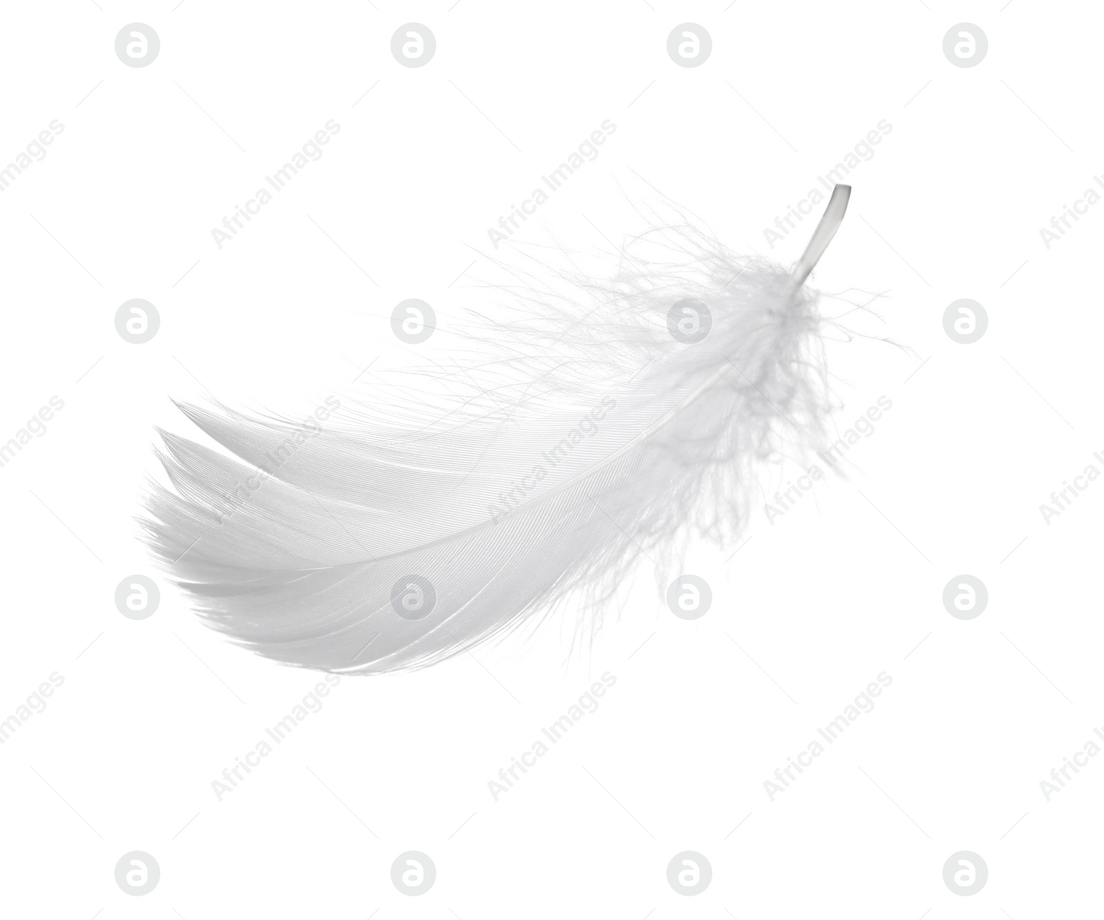 Photo of Beautiful fluffy bird feather isolated on white