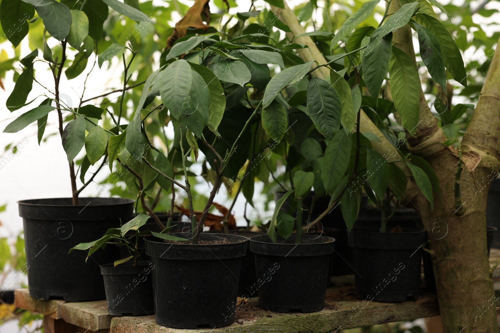 Photo of Many different beautiful potted plants in greenhouse