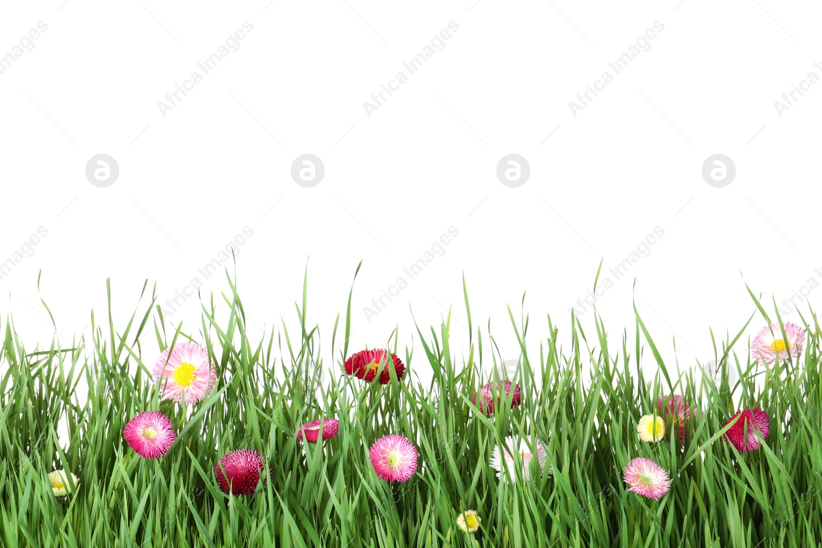 Photo of Vibrant green grass with beautiful flowers on white background