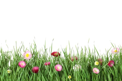 Vibrant green grass with beautiful flowers on white background