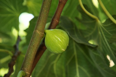 Photo of Unripe fig growing on tree in garden, closeup