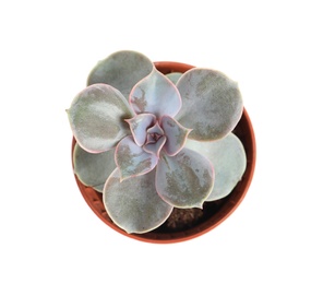 Succulent plant in flowerpot isolated on white, top view. Home decor