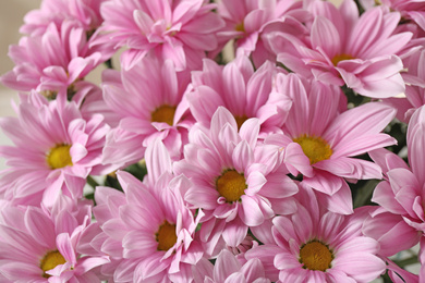 Photo of Beautiful pink chrysanthemum flowers as background, closeup