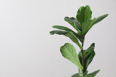 Photo of Fiddle Fig or Ficus Lyrata plant with green leaves on white background. Space for text