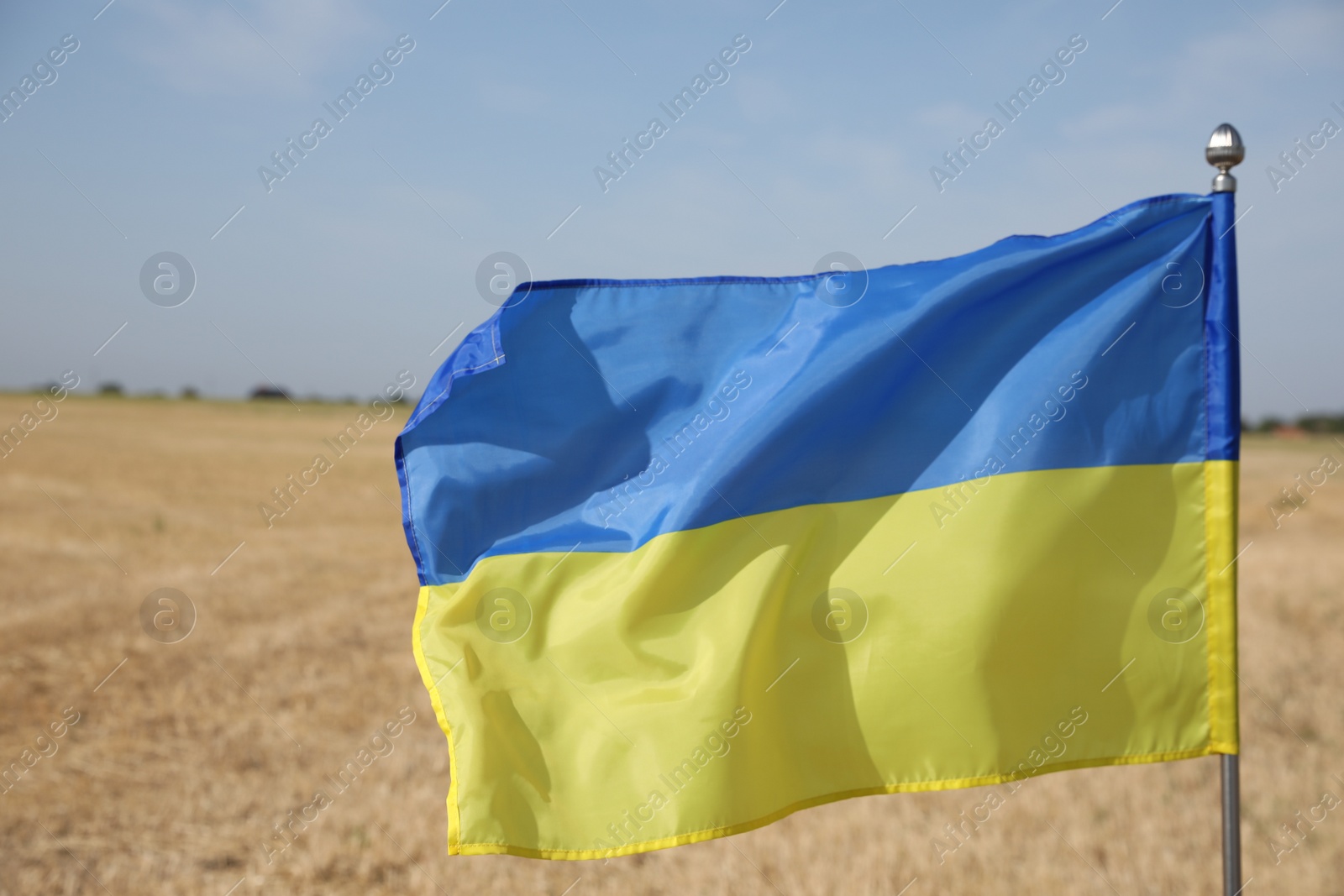 Photo of National flag of Ukraine in wheat field against blue sky, closeup