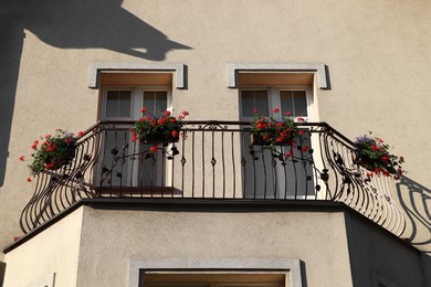 Balcony decorated with beautiful blooming potted plants on sunny day, low angle view