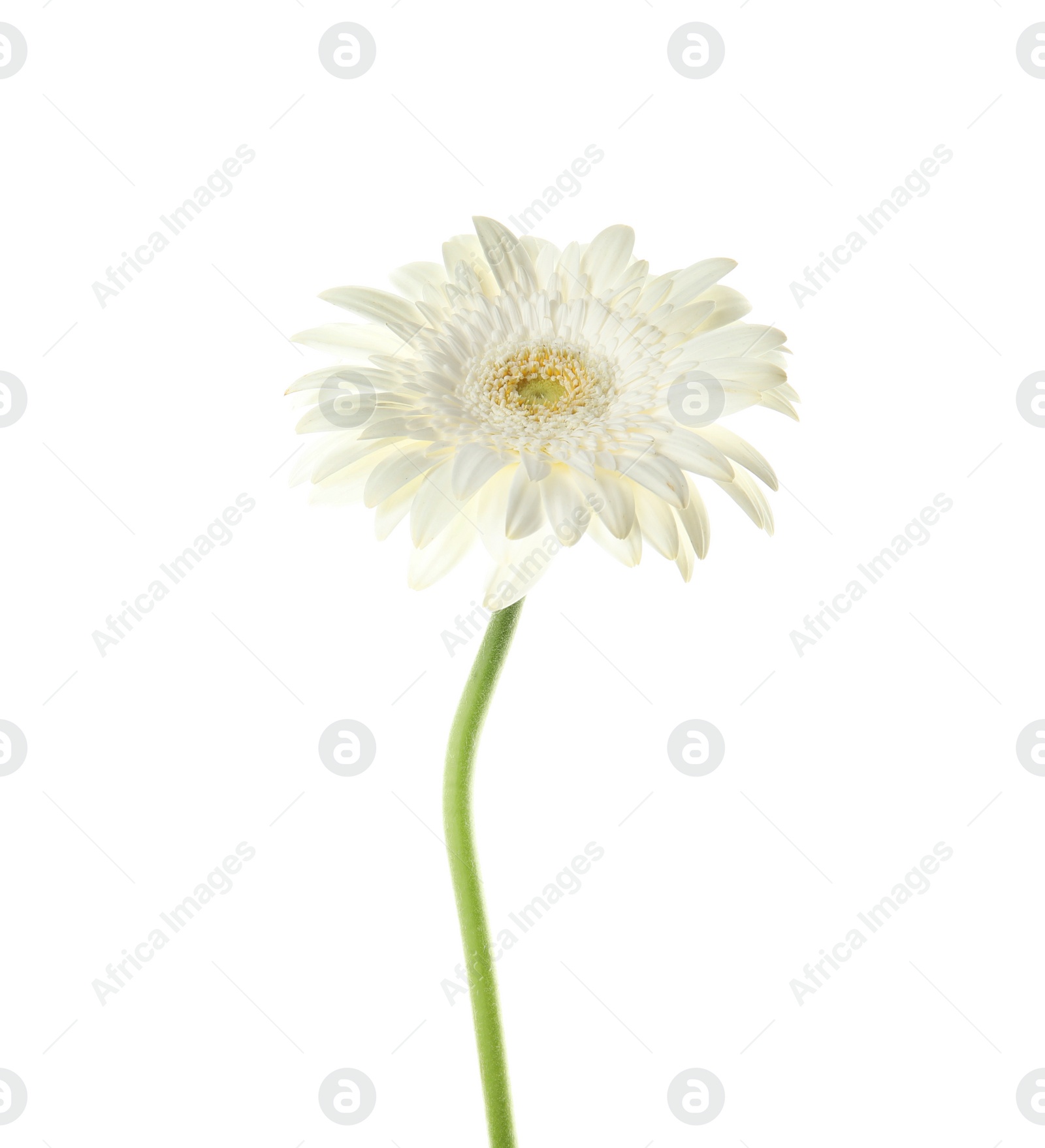 Photo of Beautiful bright gerbera flower on white background