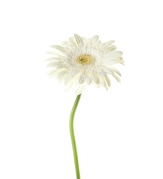 Photo of Beautiful bright gerbera flower on white background