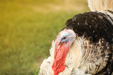 Photo of Domestic turkey with bright feather outdoors, closeup. Poultry farming