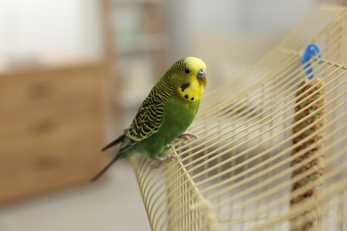 Pet parrot. Beautiful budgerigar siting on cage indoors, space for text