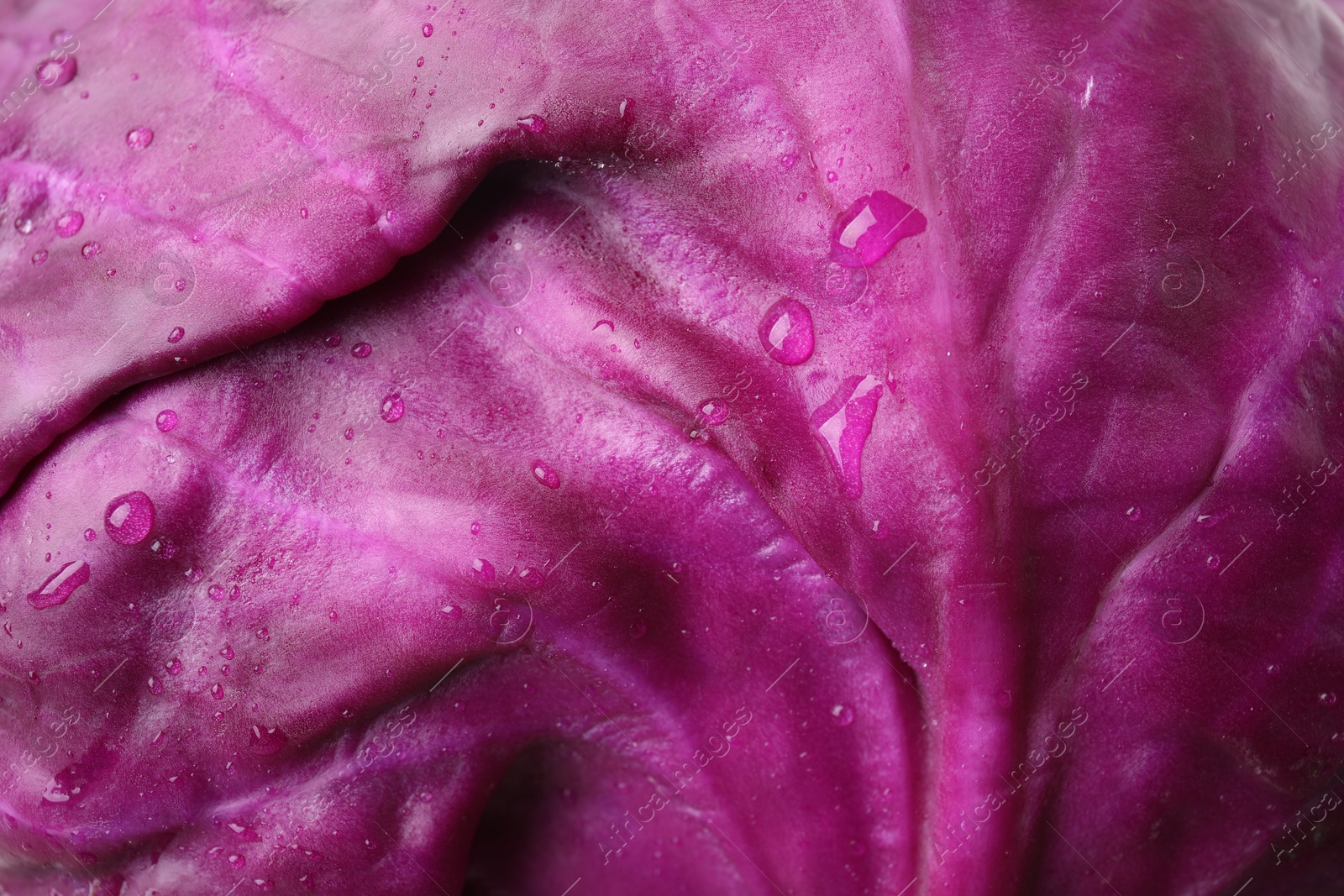 Photo of Fresh red cabbage with water drops as background, closeup