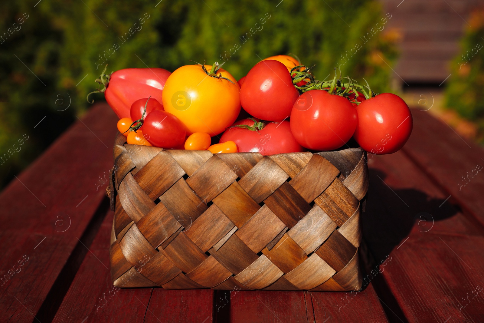 Photo of Basket with fresh tomatoes on wooden table outdoors