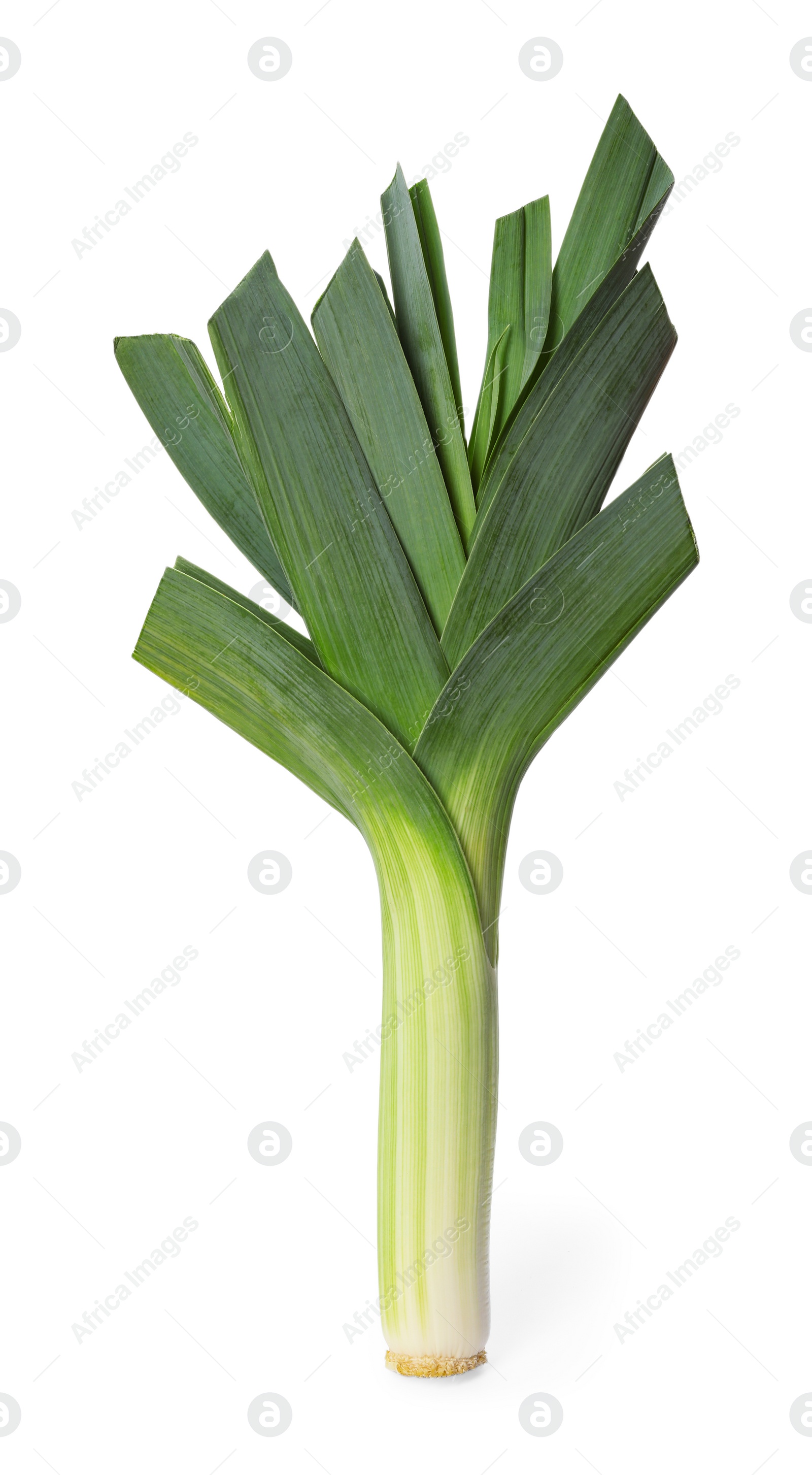 Photo of Fresh raw leek on white background. Ripe onion