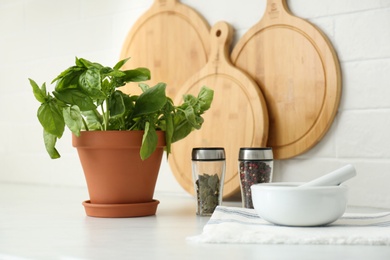 Fresh green basil in pot on white countertop in kitchen