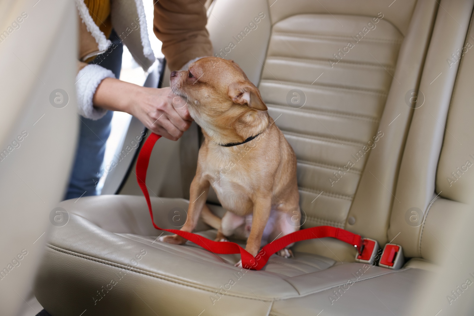 Photo of Owner with cute Chihuahua dog in car, closeup