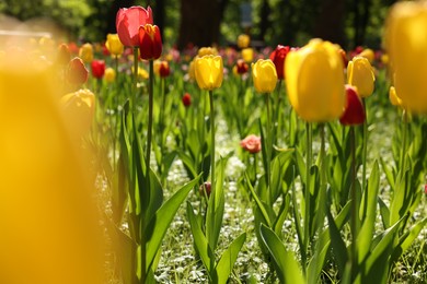 Beautiful bright tulips growing outdoors on sunny day