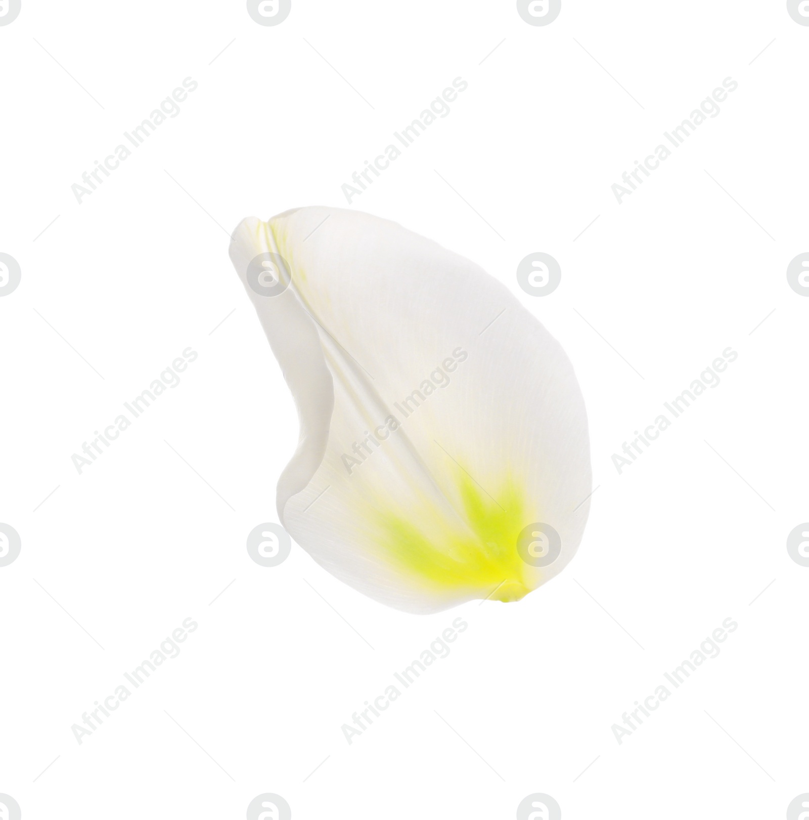 Photo of Beautiful fresh tulip petal isolated on white