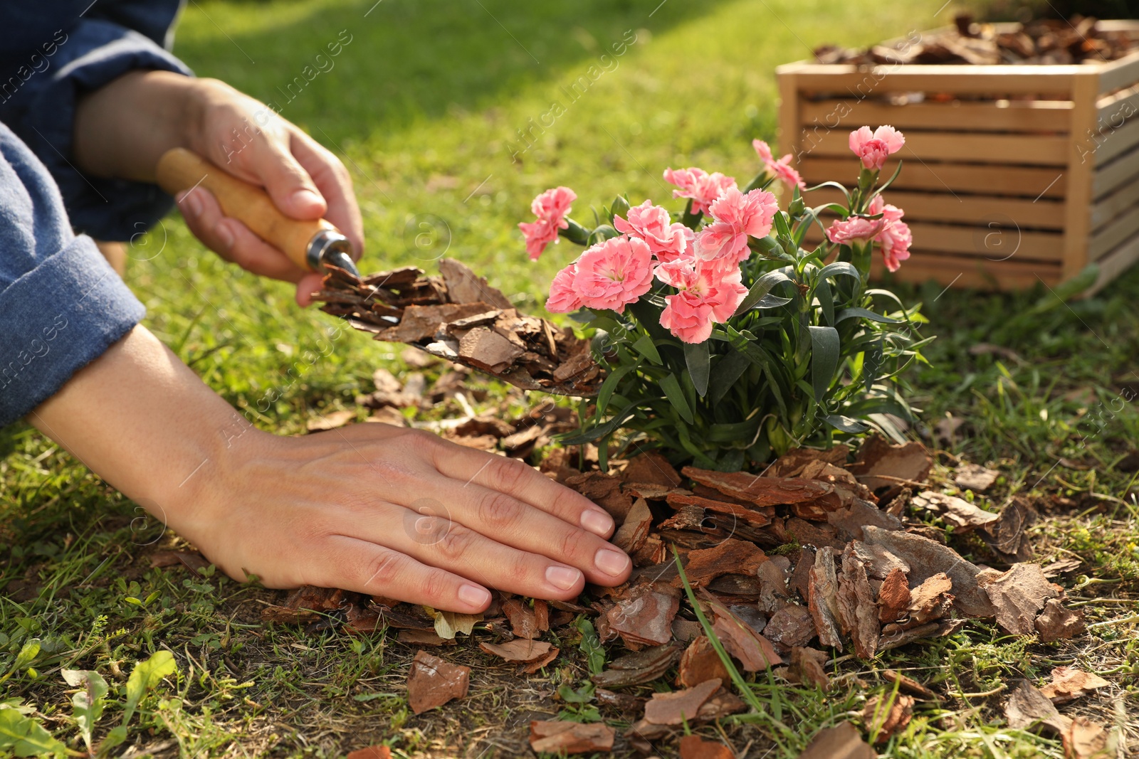 Photo of Woman mulching beautiful flowers with bark chips in garden, closeup