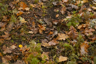 Photo of Fallen autumn leaves on ground after rain