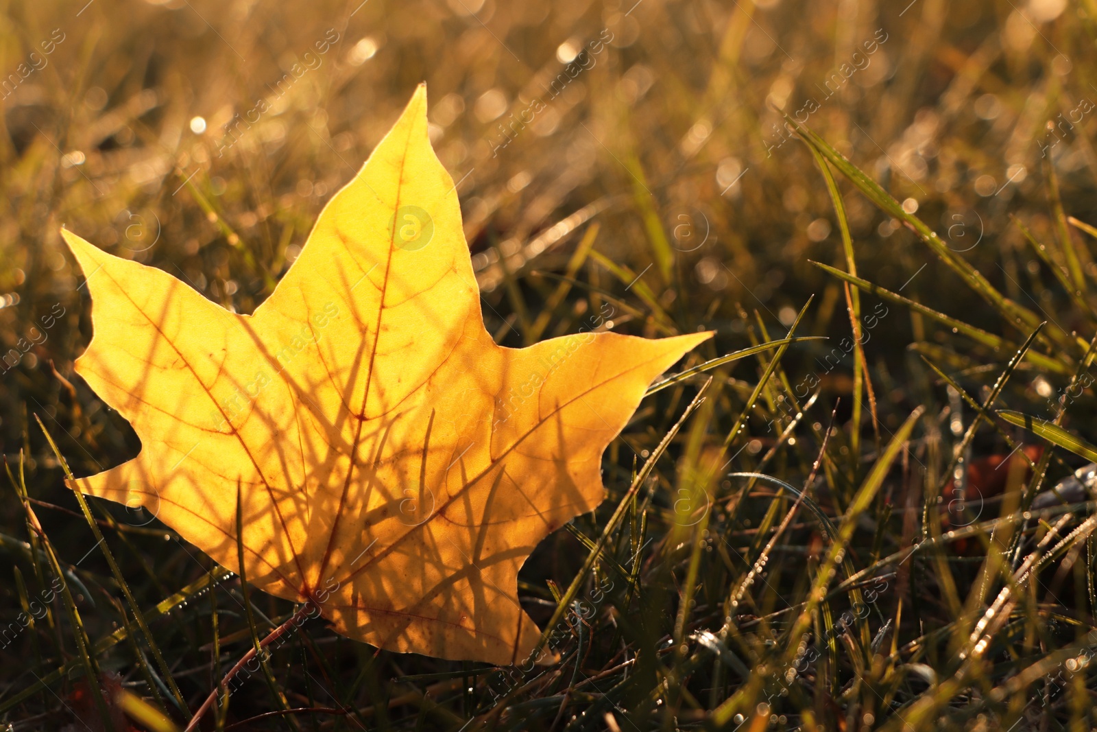 Photo of Beautiful fallen leaf among green grass outdoors on sunny autumn day, closeup. Space for text