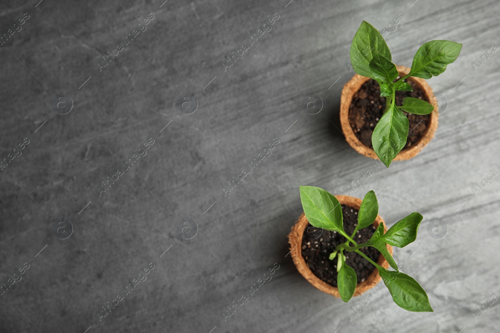 Photo of Vegetable seedlings in peat pots on grey table, flat lay. Space for text