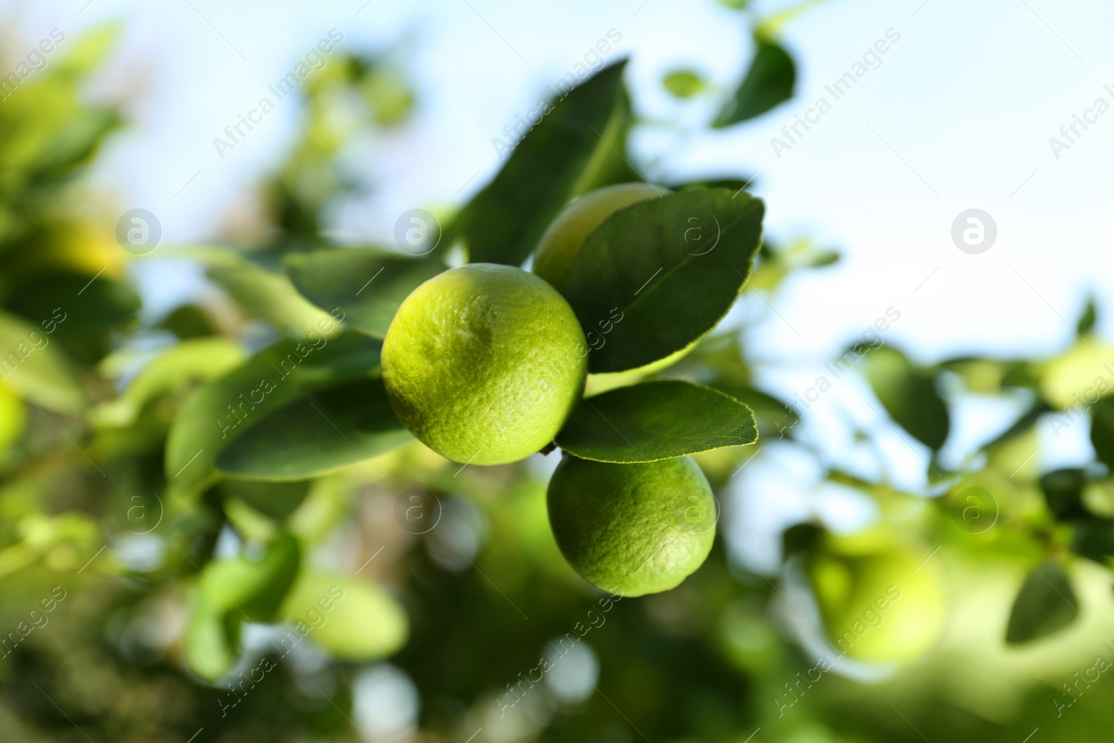 Photo of Ripe limes growing on tree branch in garden, closeup