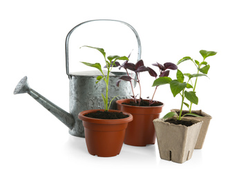 Different seedlings and watering can isolated on white