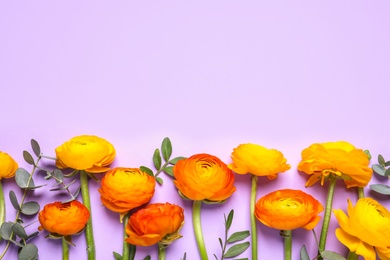 Photo of Beautiful ranunculus flowers on light violet background, flat lay. Space for text